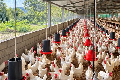 Galera de postura con gallinas blancas y comederos colgantes